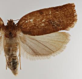  Female . ©  Loren Jones. Image used with permission.
